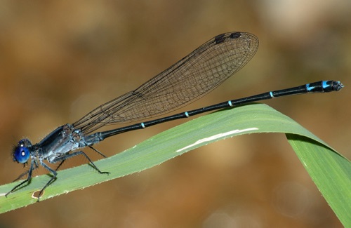 Male
2006_06_27_Floyd Male
2006_06_27_Floyd